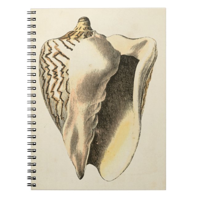 Caderno Espiral Vintage Sepia Conch Shell (Frente)