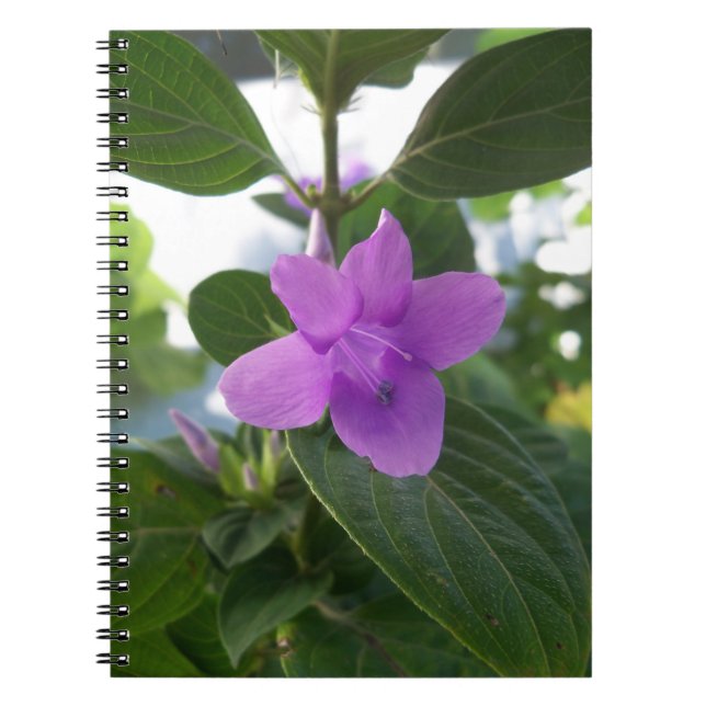 Caderno Espiral Violeta roxa filipina (Frente)