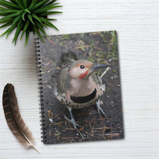 Caderno Espiral Vista de Pássaro do Pica-Pau Norte (Bird's Eye View of a Northern Flicker Journal Cover Photo)