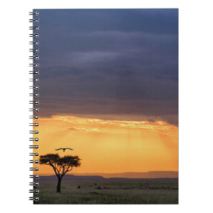 Caderno Espiral Vista panorâmica de abutre e árvore de acácia