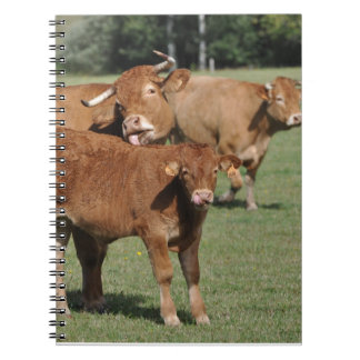 Caderno Espiral Vitela e vacas de Limousin