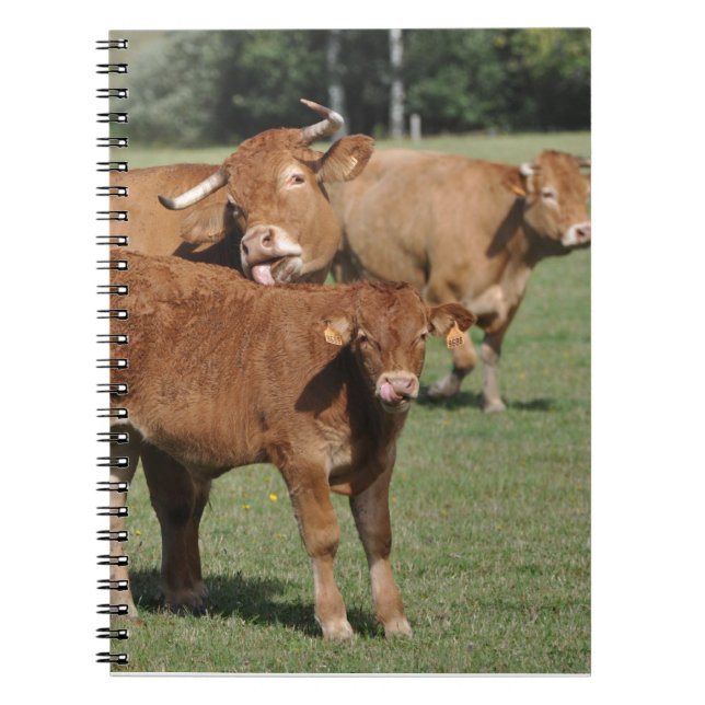Caderno Espiral Vitela e vacas de Limousin (Frente)