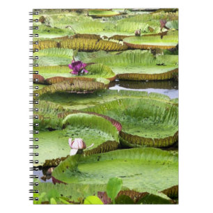Caderno Espiral Vitória Régia, vitórias-régias na Amazônia