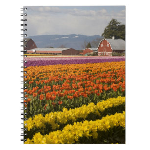 Caderno Espiral WA, Skagit Valley, campos Tulip em flor, em