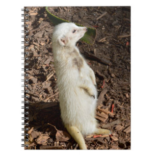 Caderno Espiral White Meerkat Standby , Notebook