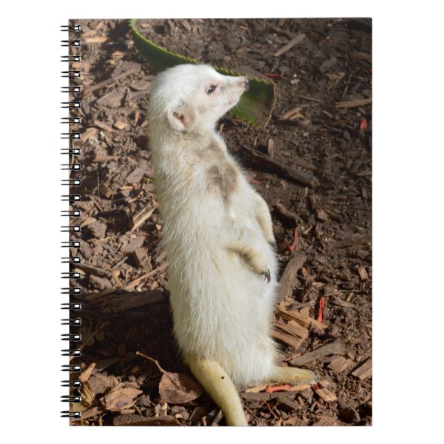Caderno Espiral White Meerkat Standby , Notebook (Frente)