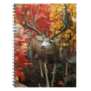 Caderno Espiral Whitetail no outono