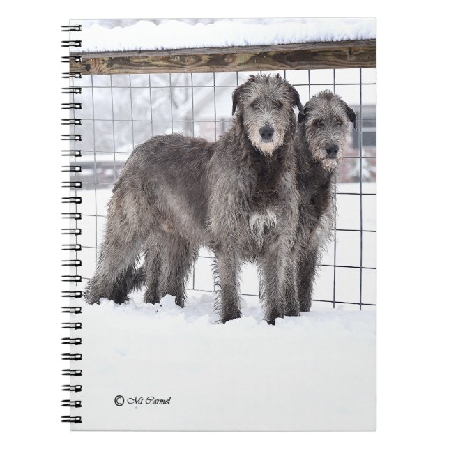 Caderno Espiral Wolfhounds irlandês na neve (Frente)