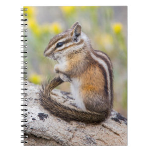 Caderno Espiral Wyoming, Condado de Sublette, Esquilo-listrado-men