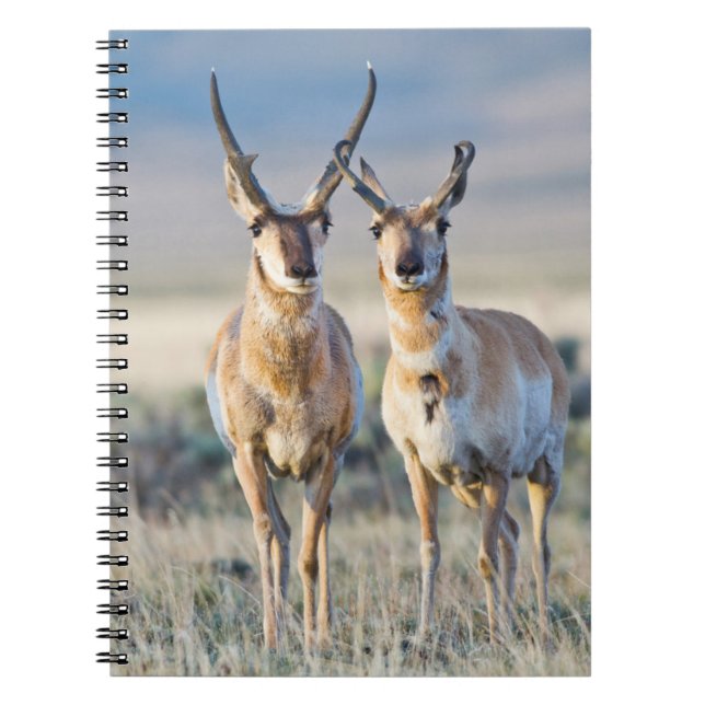 Caderno Espiral Wyoming, Condado de Sublette, Pronghorn. (Frente)