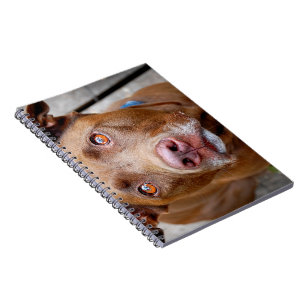 Caderno Espiral Xícara de Chocolate Cortado Mix Cachorro 7