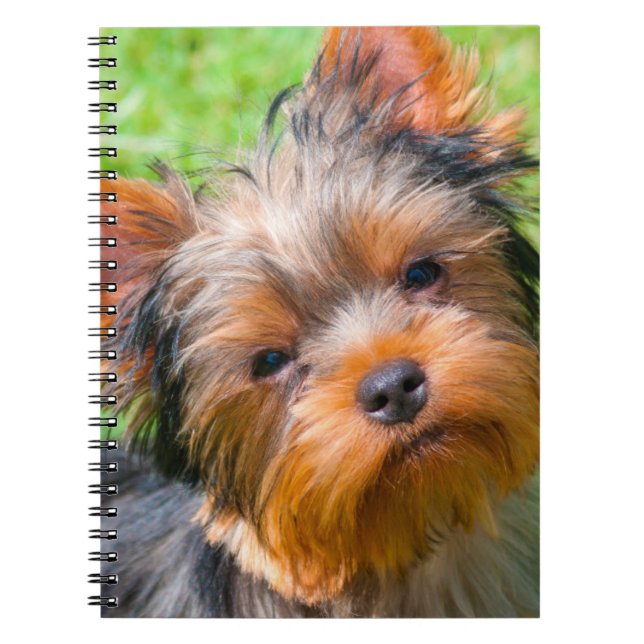 Caderno Espiral Yorkshire Terrier olhando para cima (Frente)