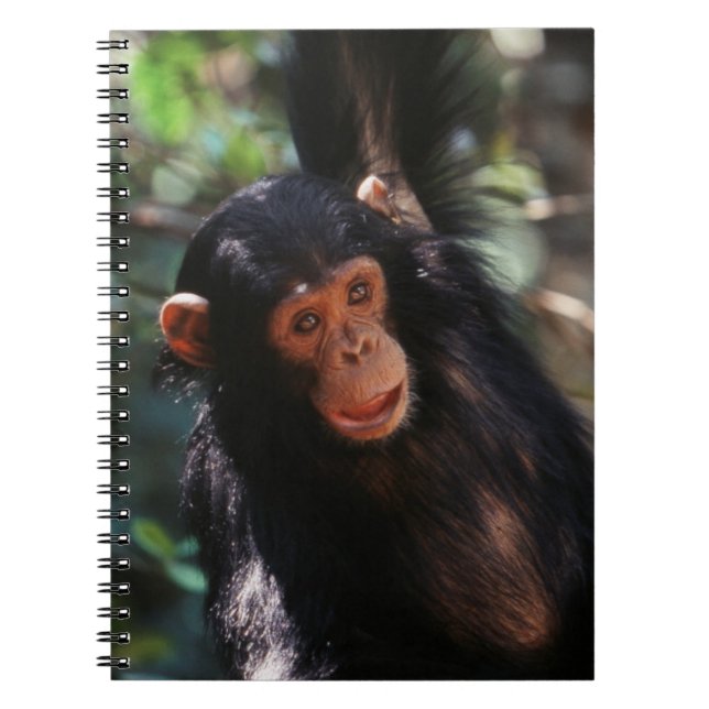 Caderno Espiral Young Chimpanzee (Frente)