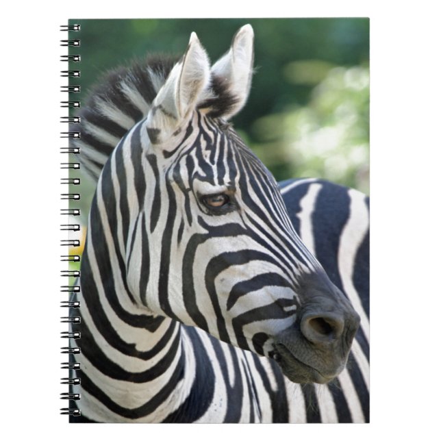 Caderno Espiral Zebra 001 (Frente)