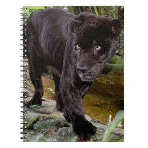 Caderno Espiral Zoológico da Cidade de Belize. Pantera negra