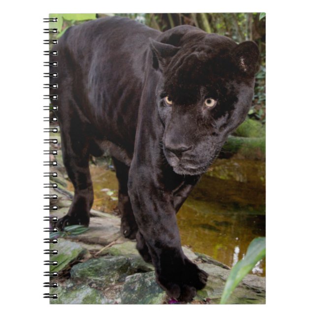 Caderno Espiral Zoológico da Cidade de Belize. Pantera negra (Frente)
