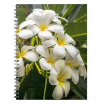 Caderno exótico do Plumeria da ilha
