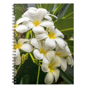 Caderno exótico do Plumeria da ilha