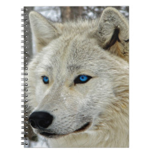 Caderno eyed azul do lobo branco