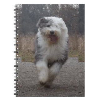 Caderno inglês velho do Sheepdog - funcione o cão!