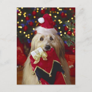 Cães - 2 cartões de natal