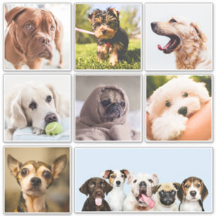 Cães bonitos e engraçados (ou suas fotos) adesivos