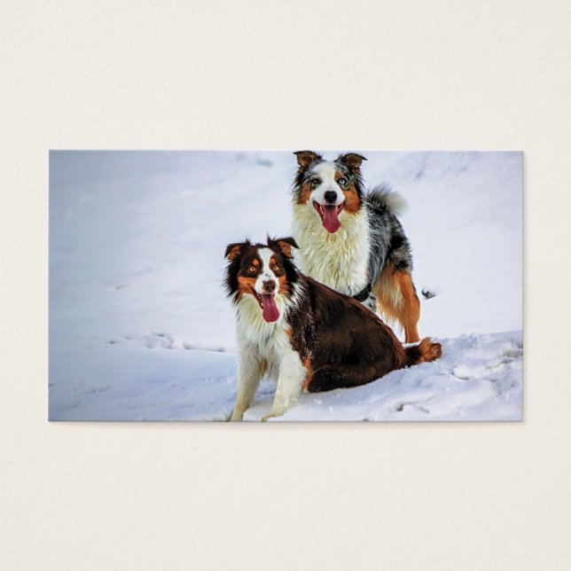 Cães casais-pastores australianos (Frente)