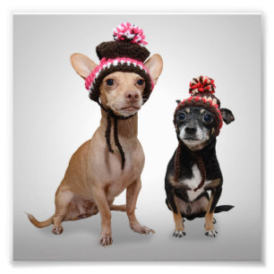 Cães da chihuahua com foto dos chapéus