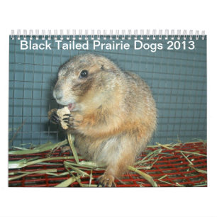 Cães de pradaria atados preto - calendário 2013