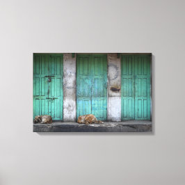 Cães vadios em frente à canvas de portas verdes su