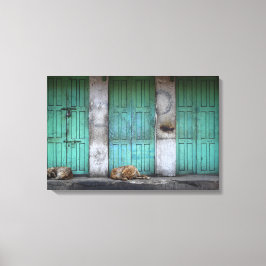 Cães vadios em frente à canvas de portas verdes su