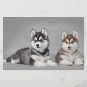 Cãezinhos-de-casca-siberiana