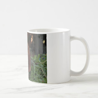 Café Caneca bonita de Basset Hound