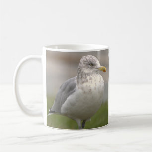 Café Caneca de Foto de Gaivota