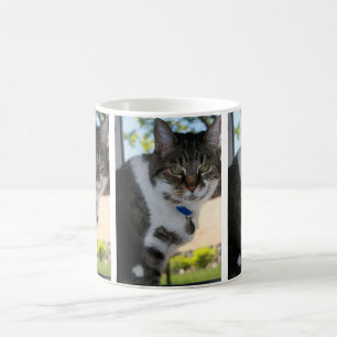 Café Caneca de Gato Suave