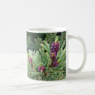 Café Caneca do cone do pinho de Whitebark