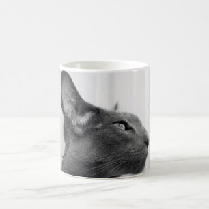 Café Caneca oriental do gato de Shorthair