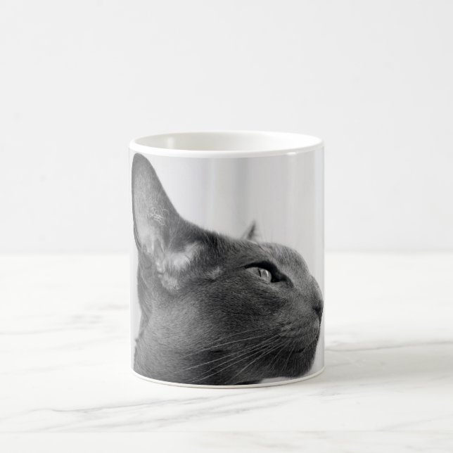 Café Caneca oriental do gato de Shorthair (Centro)