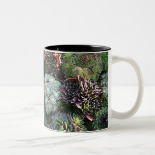 Café Em Dois Tons Caneca de Sempervivum