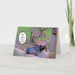 Cafeína de Reindeer amarrada em cartão