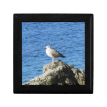 Seagull