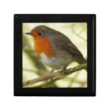 Caixa de presente vermelha do pisco de peito