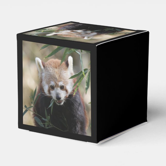 Caixinha De Lembrancinhas Red_Panda_2015_0311 (Verso)