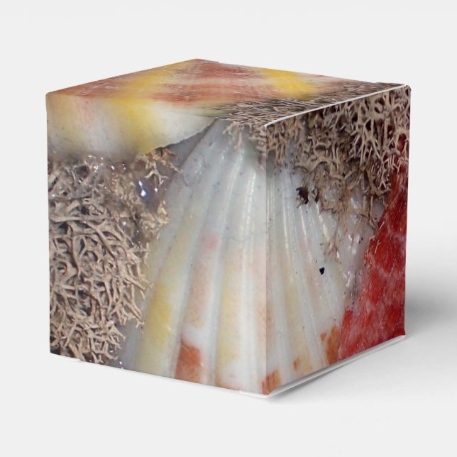 Caixinha De Lembrancinhas Seashell (Verso)