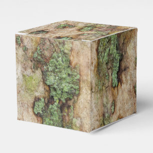 Caixinha De Lembrancinhas Sycamore Tree Latido Moss Lichen