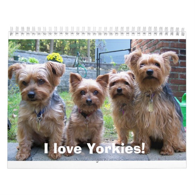 Calendário 100_5963, eu amo Yorkies! (Capa)