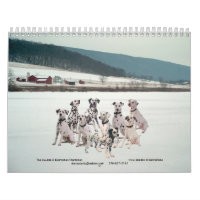 11-2008_02, Dalmatian dobro de D… - Personalizado