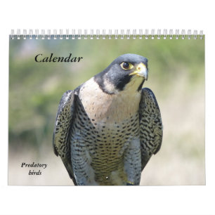 Calendário 12 meses, Aves Predatórias