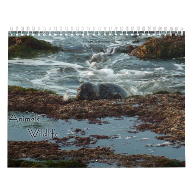Calendário 12 meses de animais e animais selvagens Edição 3 (Capa)