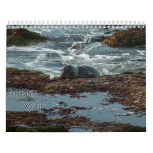 Calendário 12 meses de fotografia de animais e animais selvag